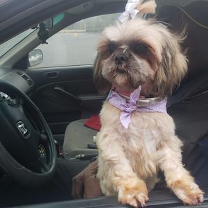 Meet your Posher, Frances